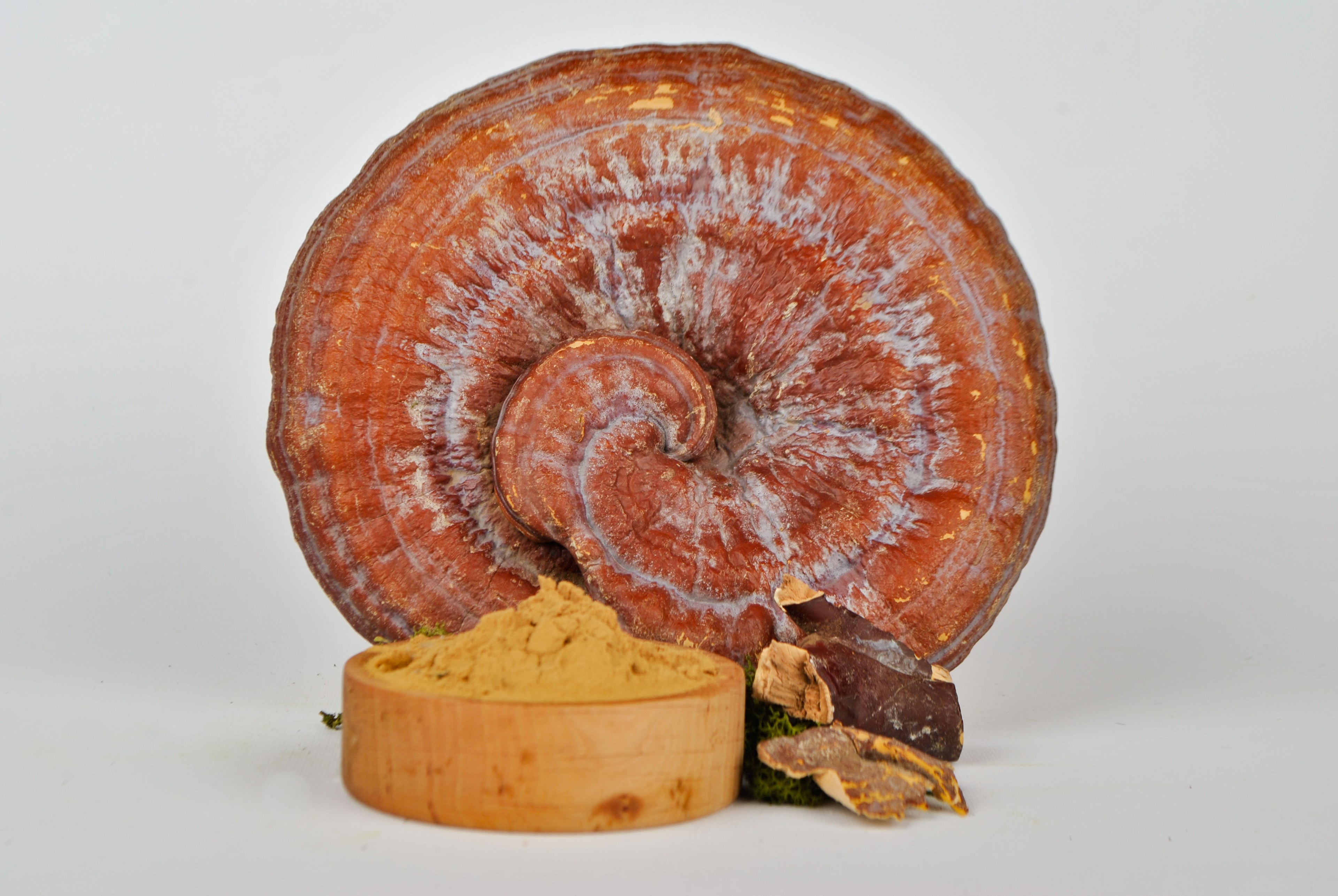 Екстракт Трутовик лакований (Рейші) 10:1 мелений