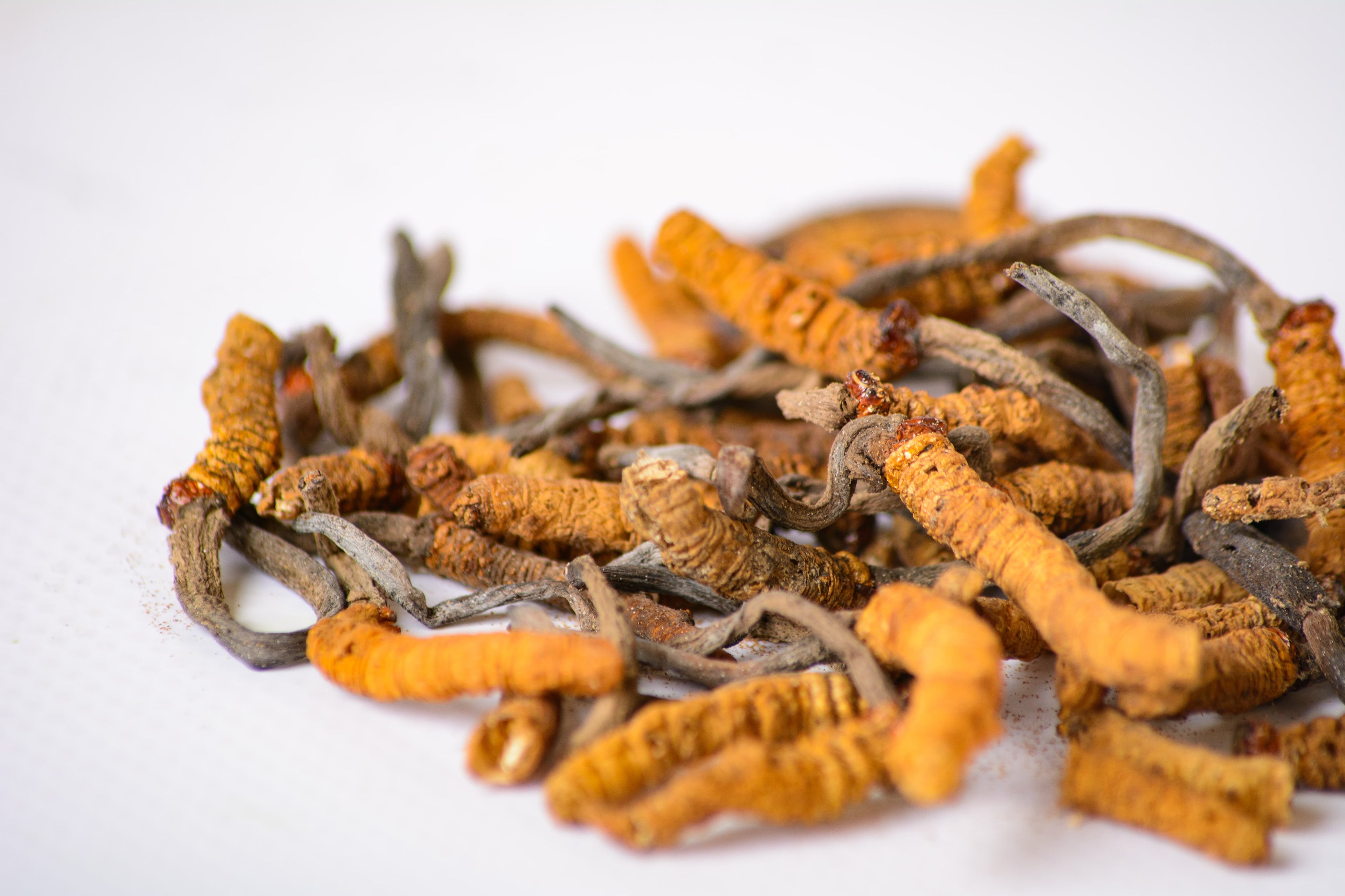 Цілі плодові тіла Кордицепса китайського Непал