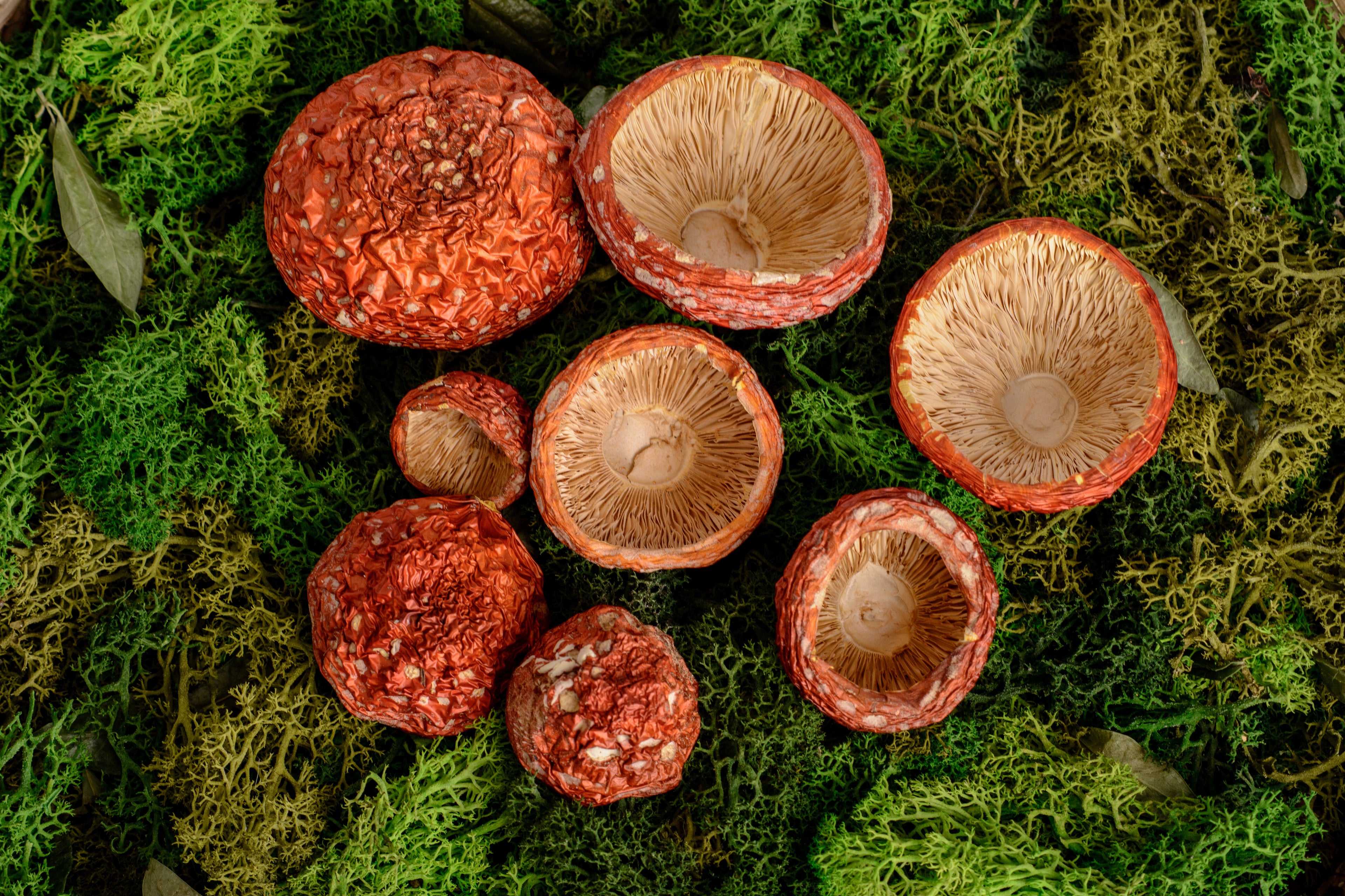 VIP нерозкриті капелюшки Мухомора червоного