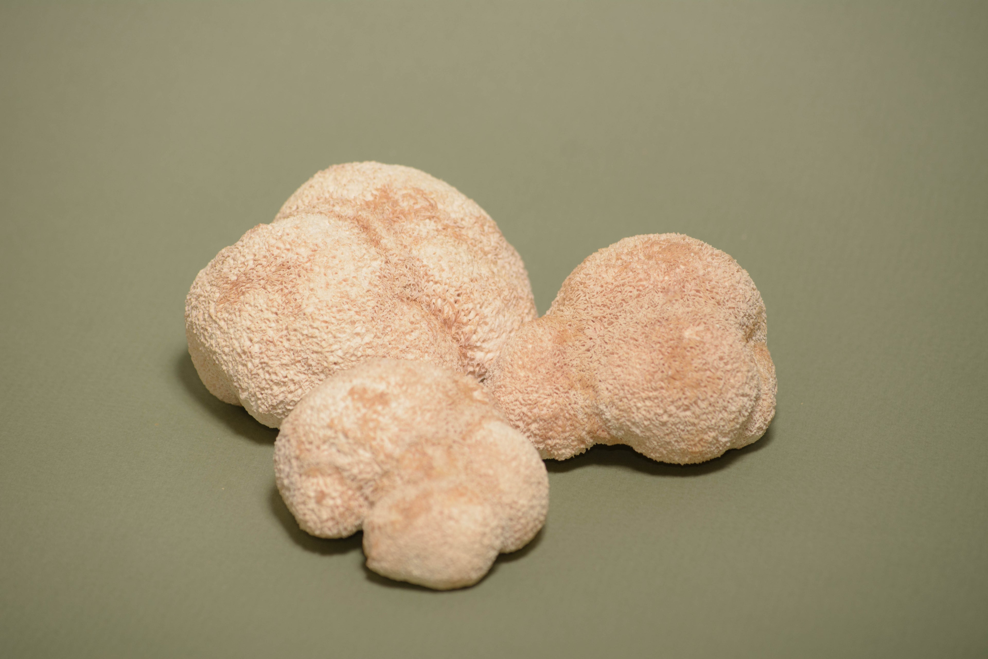 Цілі плодові тіла Їжовика гребінчастого