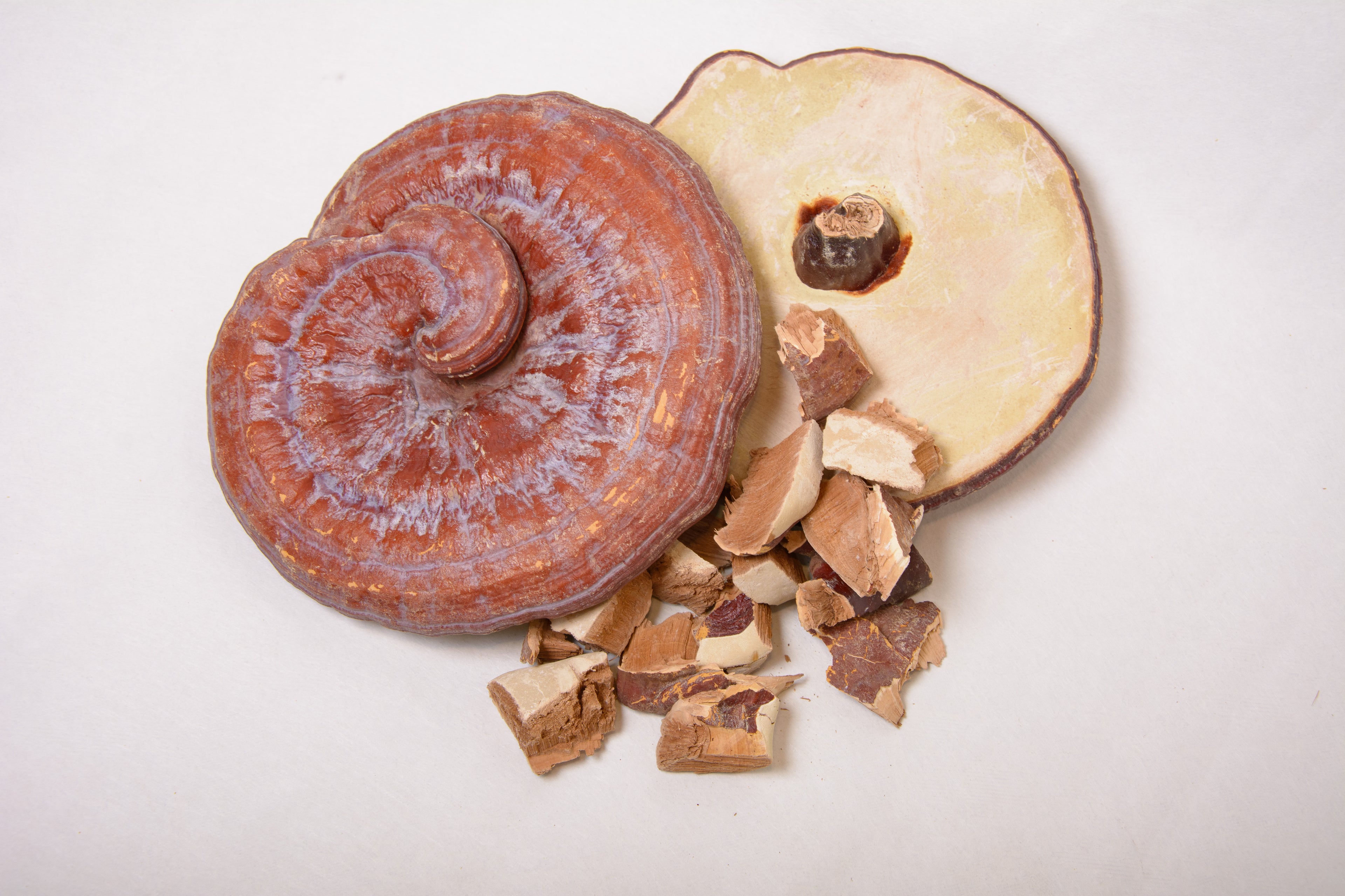 Екстракт Трутовик лакований (Рейші) 10:1 мелений