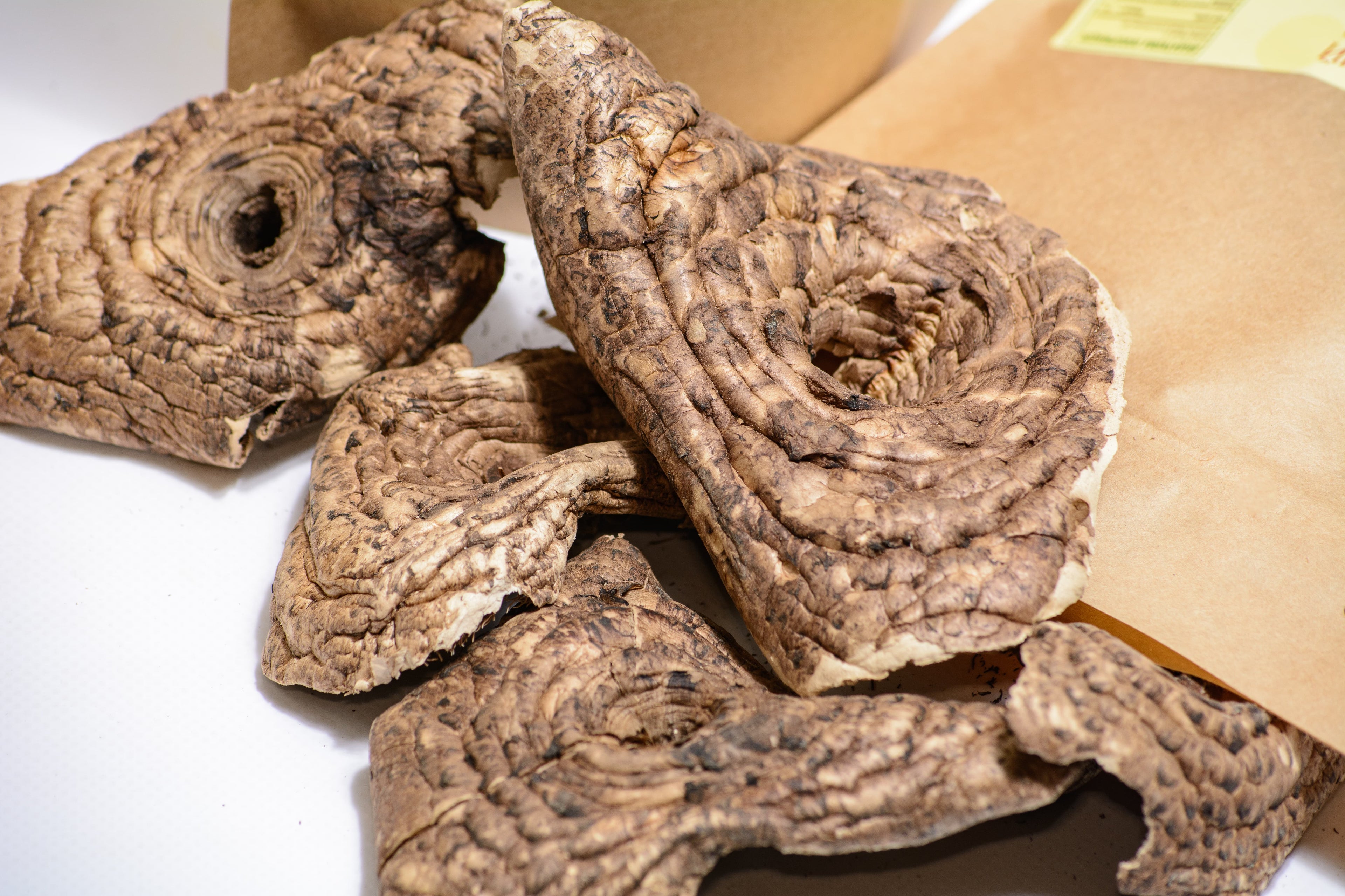 Цілі плодові тіла Їжовика строкатого