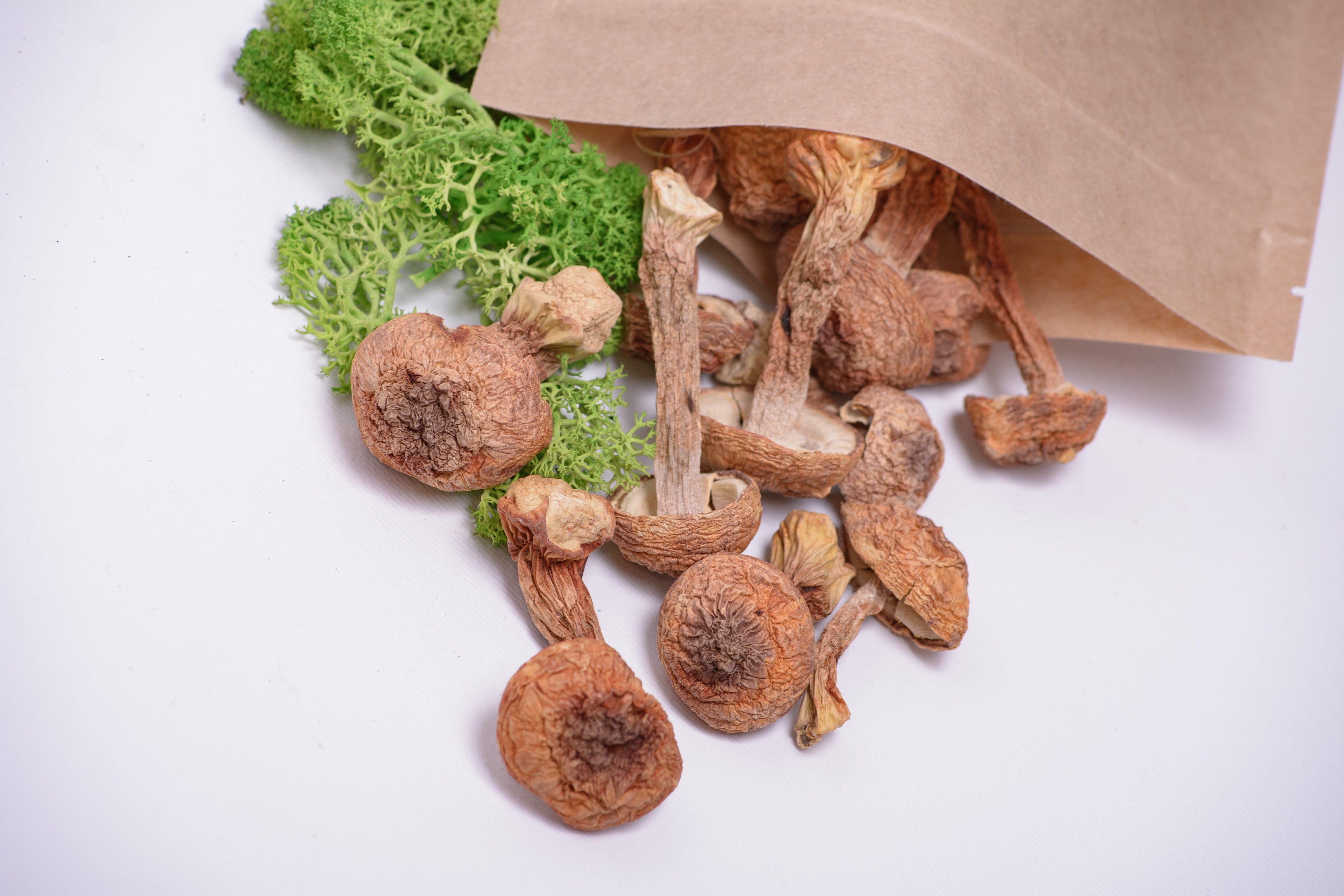 Цілі плодові тіла Агаріка бразильського