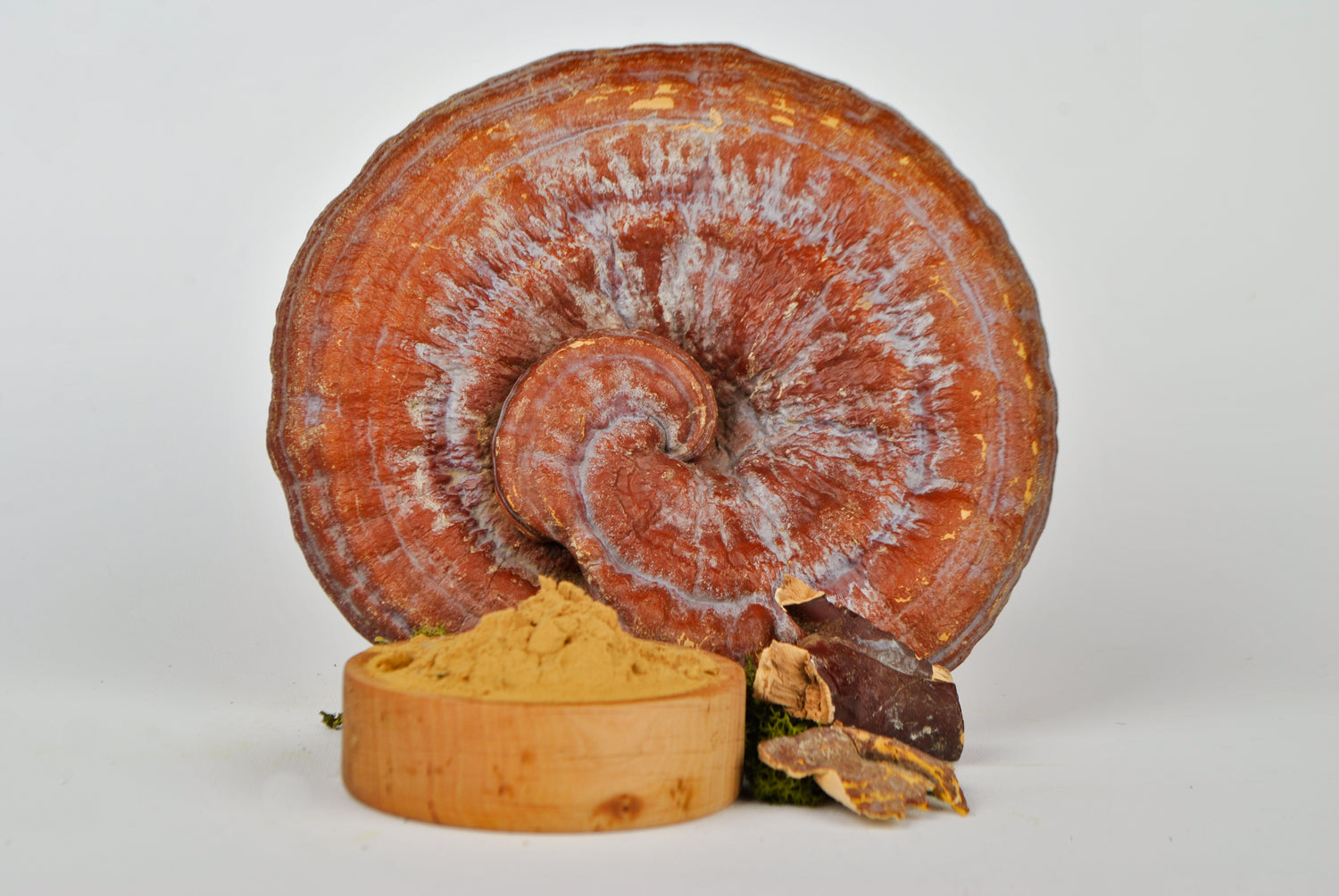 Екстракт Трутовик лакований (Рейші) 10:1 мелений