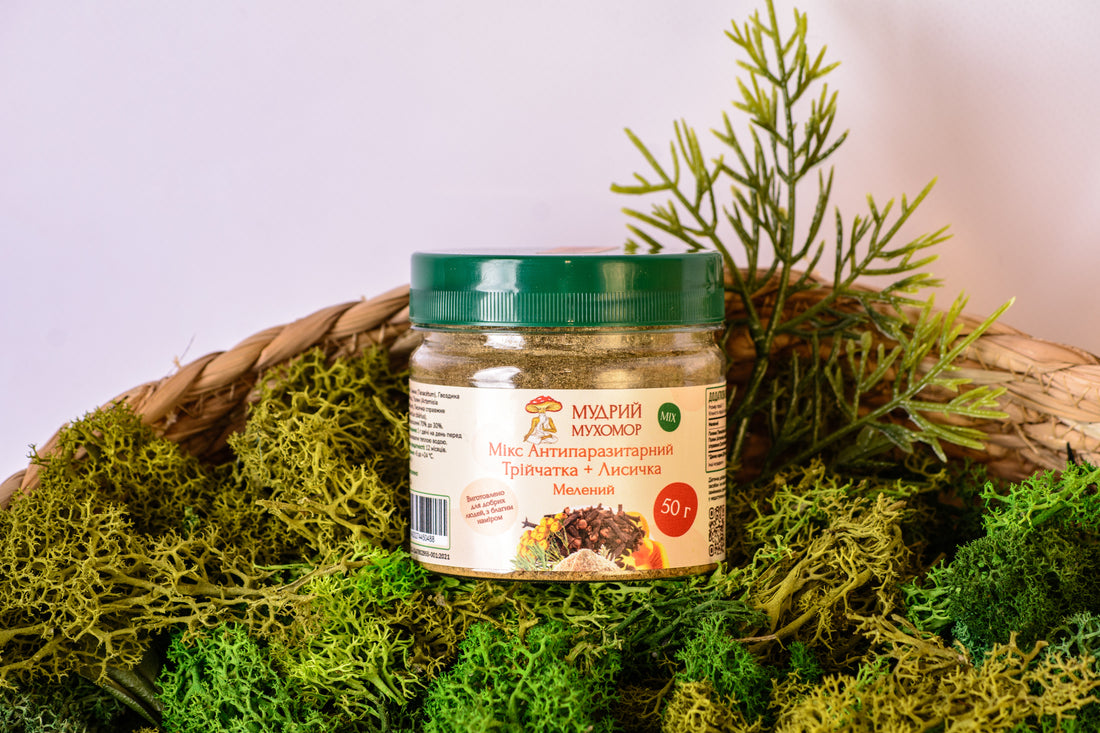 Трійчатка мелена з Лисичкою справжньою