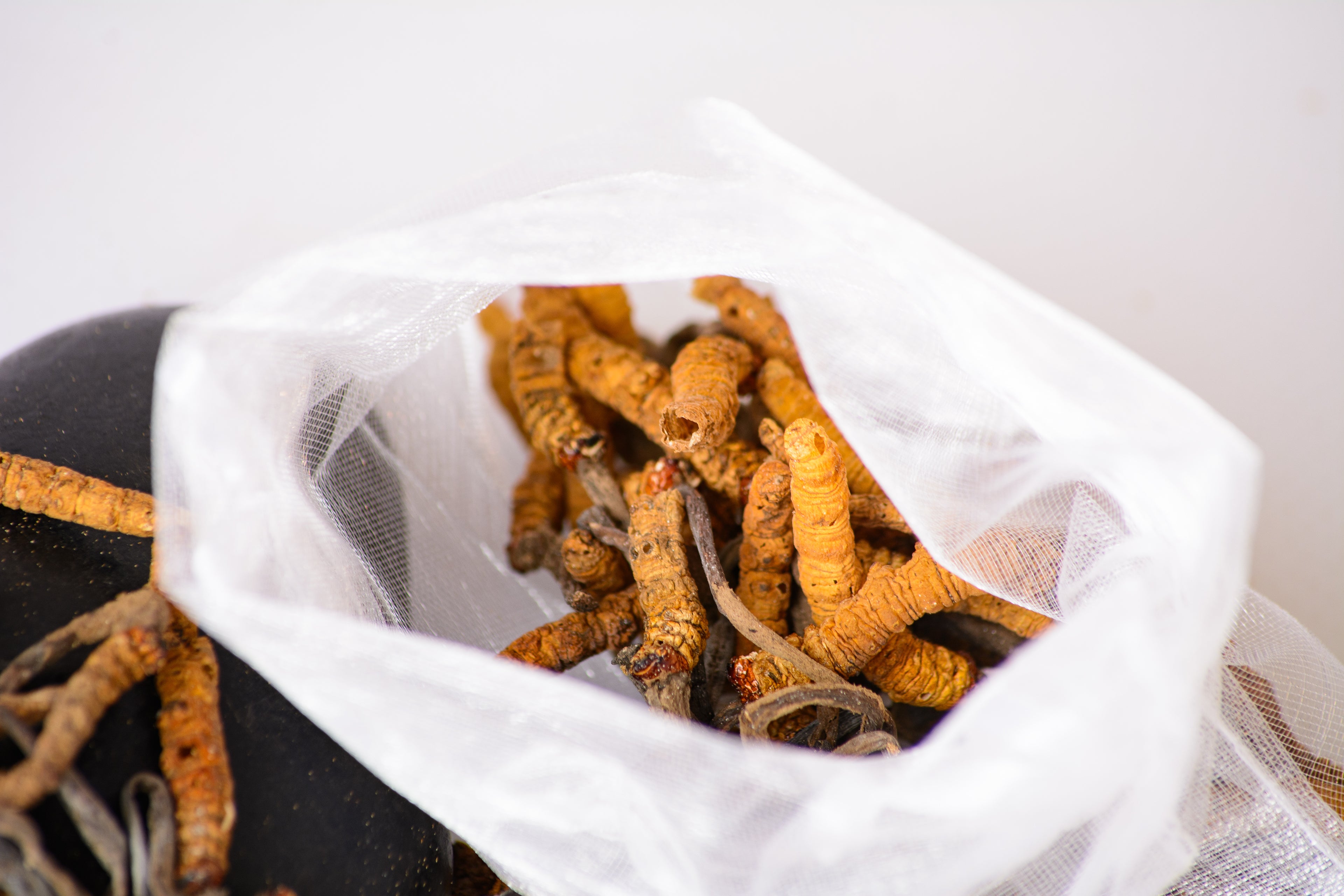 Цілі плодові тіла Кордицепса китайського Непал