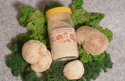 Мелені плодові тіла Їжовика гребінчастого