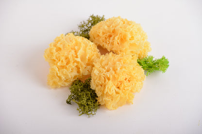 Цілі плодові тіла Тремели