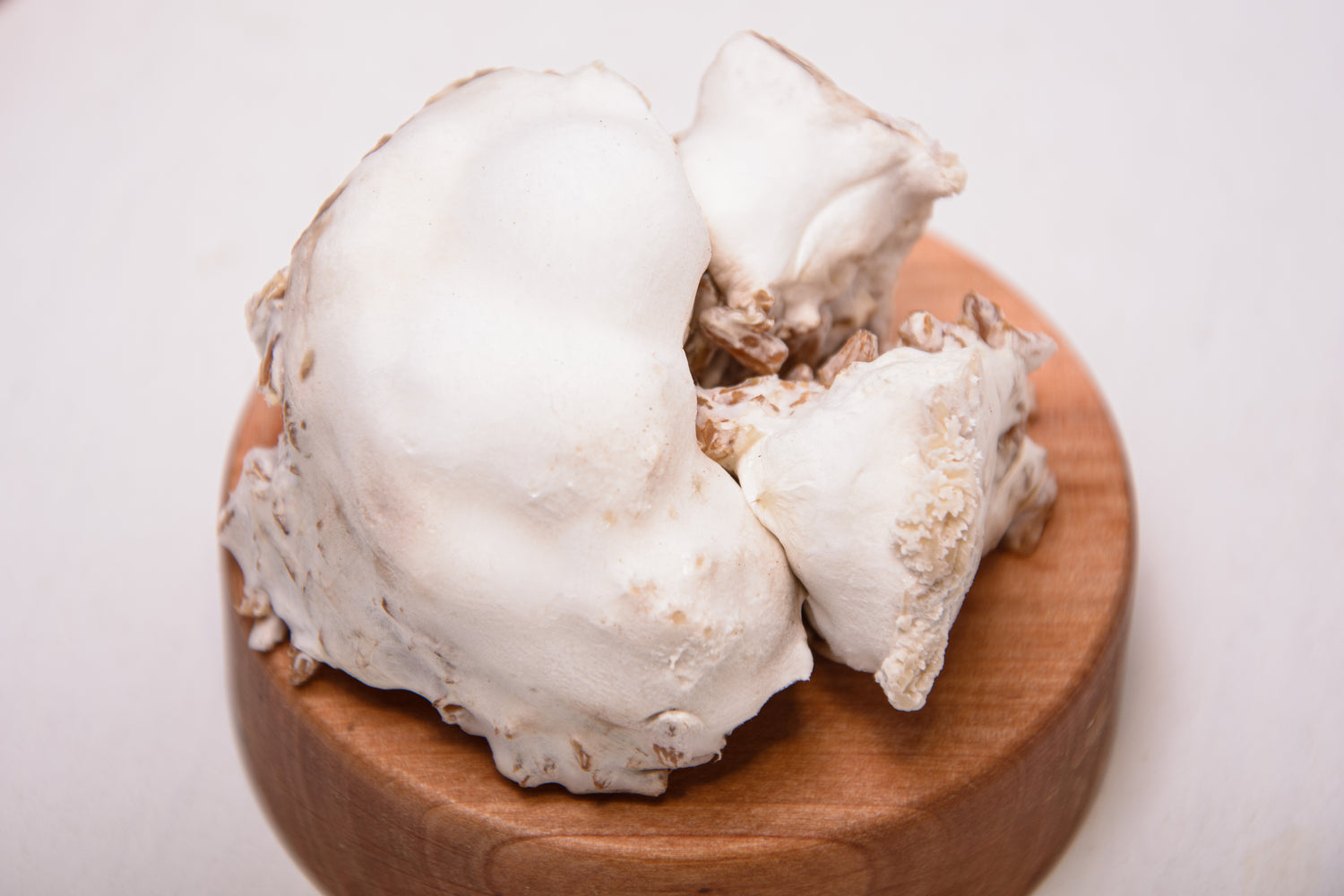 Їжовик гребінчаcтий міцелій, мелений