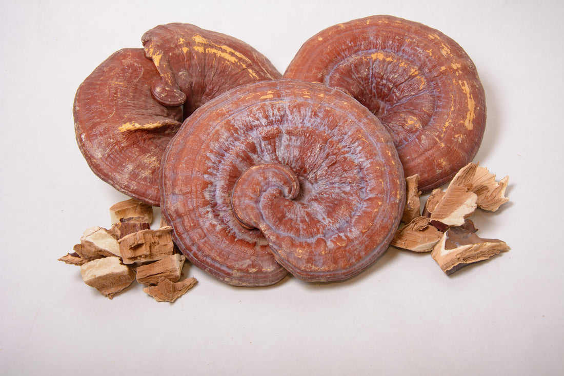 Трутовик лакований (Рейші), мелені плодові тіла