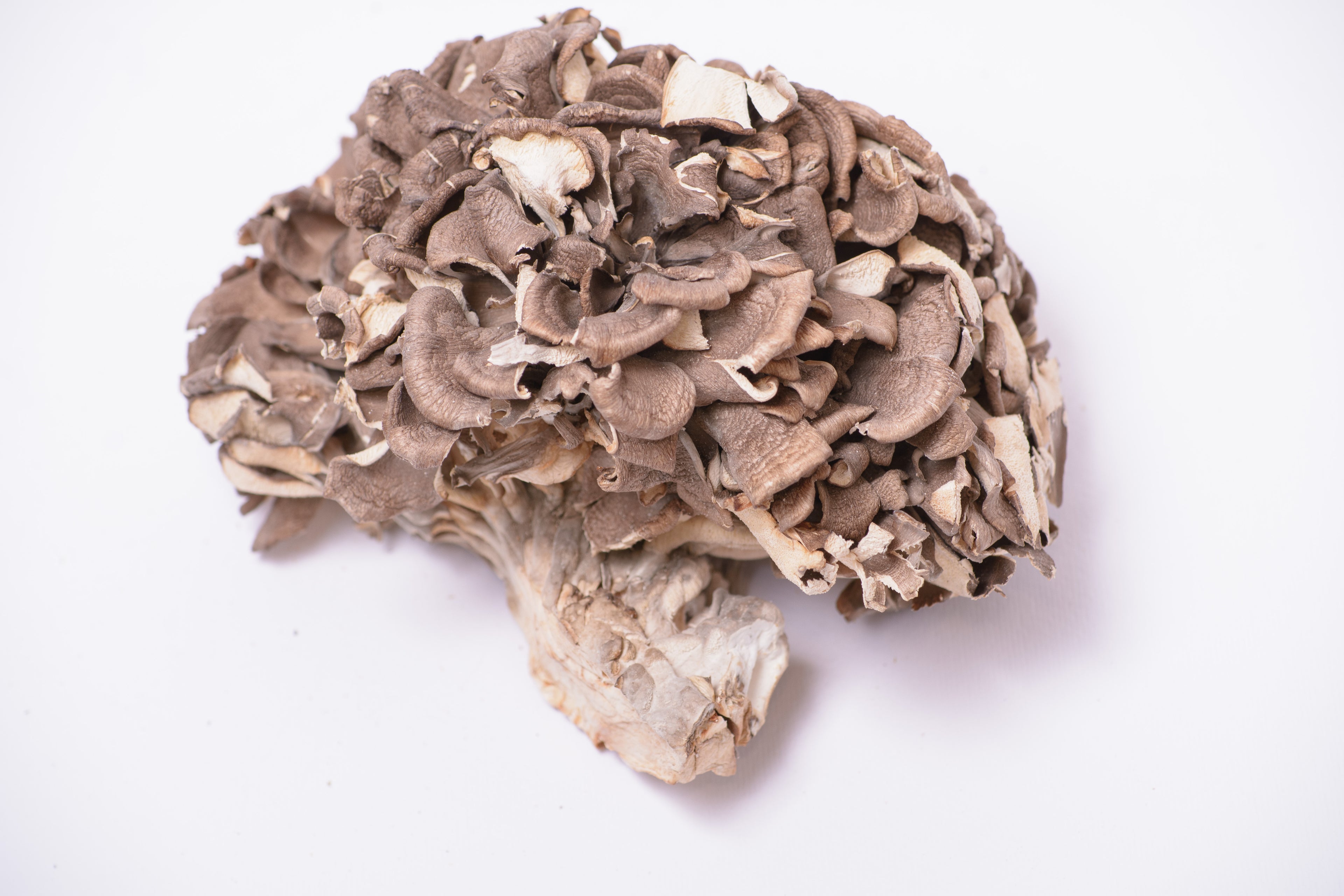 Екстракт Майтаке 10:1 в капсулах по 0.5 г