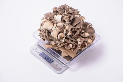 Цілі плодові тіла Майтаке