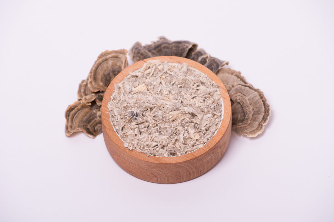 Траметес різнобарвний мелений