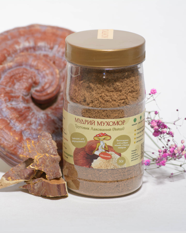 Трутовик лакований (Рейші), мелені плодові тіла