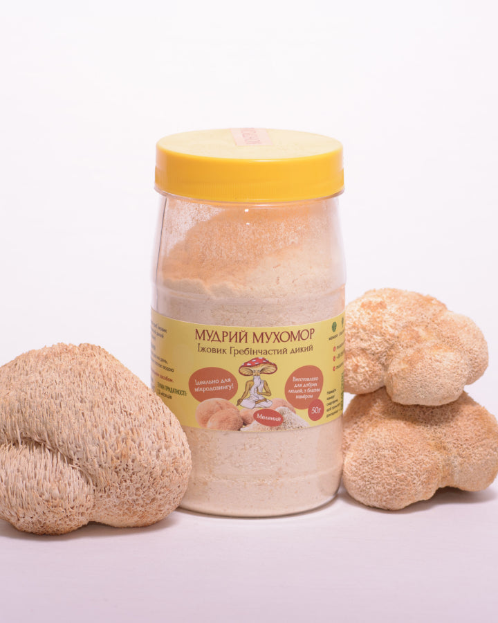 Мелені плодові тіла Їжовика гребінчастого