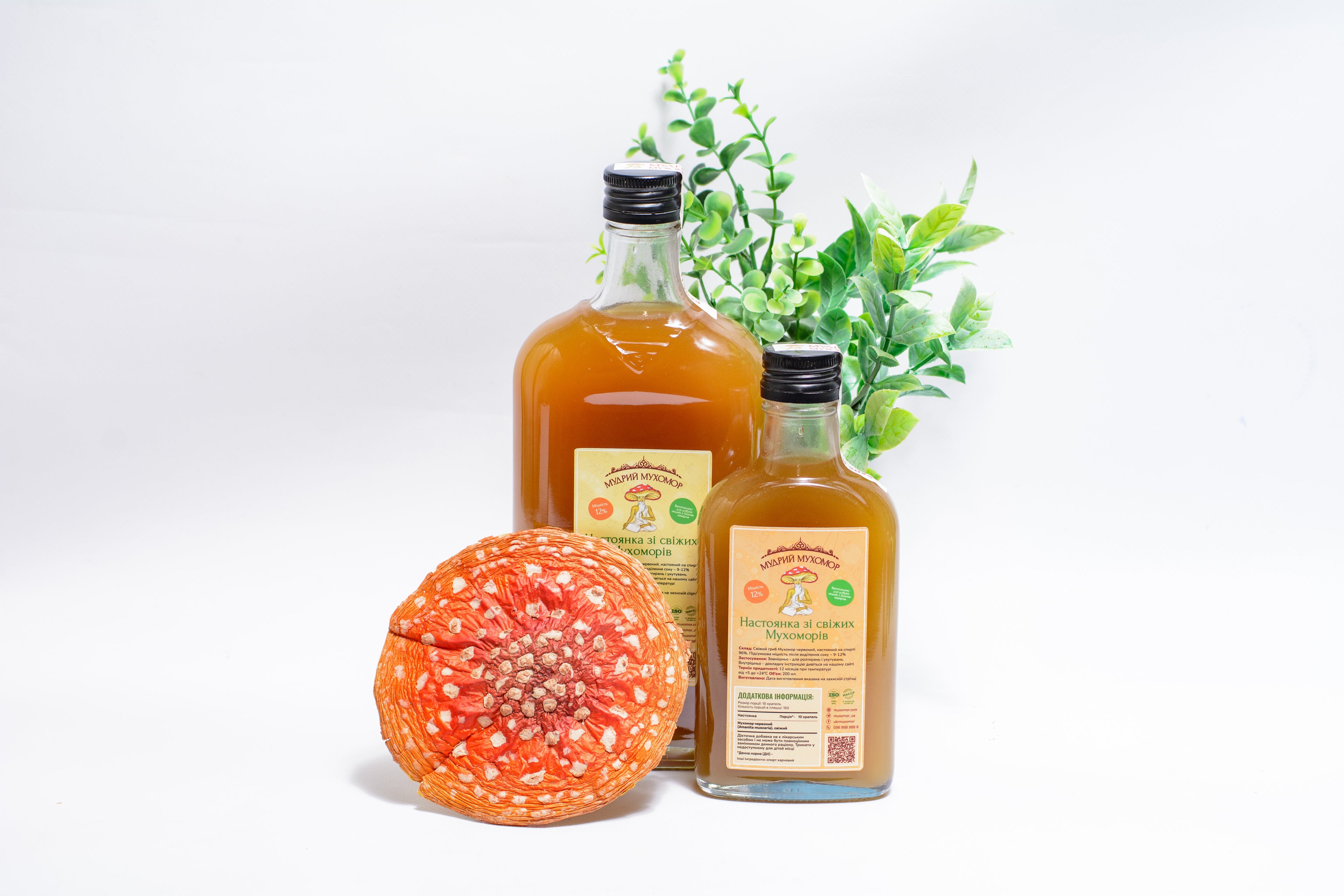 Мухомор червоний, настоянка зі свіжих капелюшків