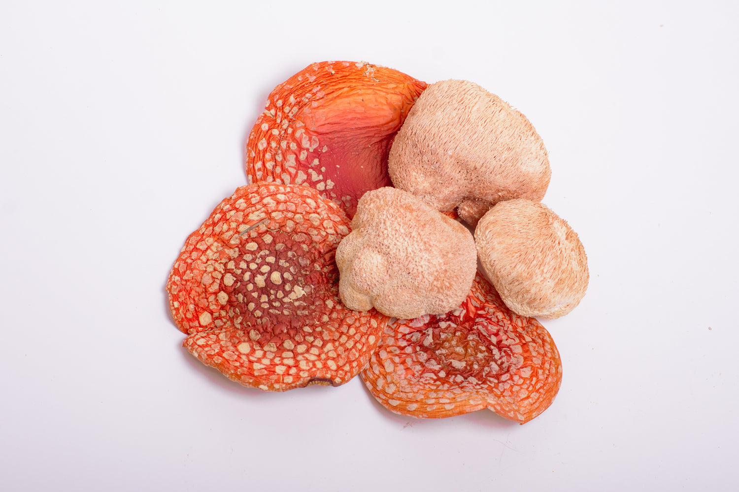 Мікс міцелію Їжовика з Мухомором червоним, 120 капсул по 0.5 г