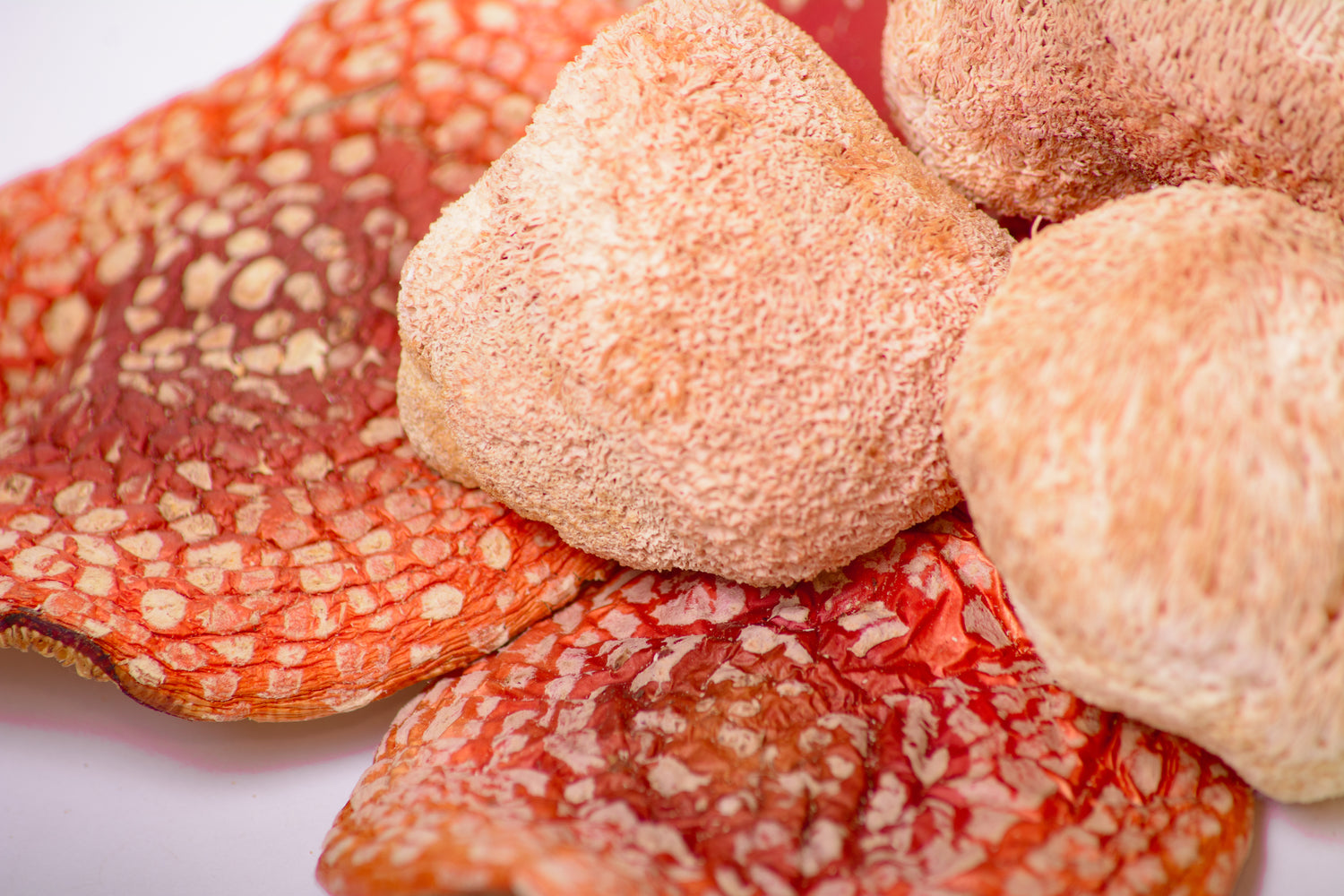 Мікс міцелію Їжовика з Мухомором червоним, 120 капсул по 0.5 г