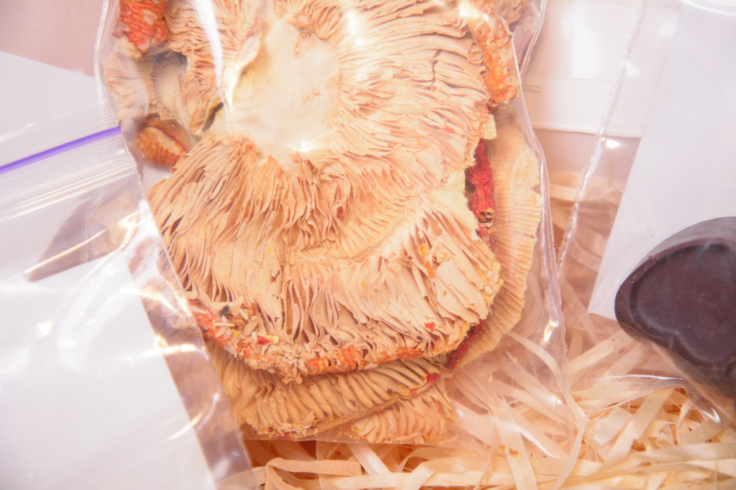 LITE - набір новачка