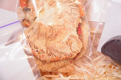 LITE - набір новачка